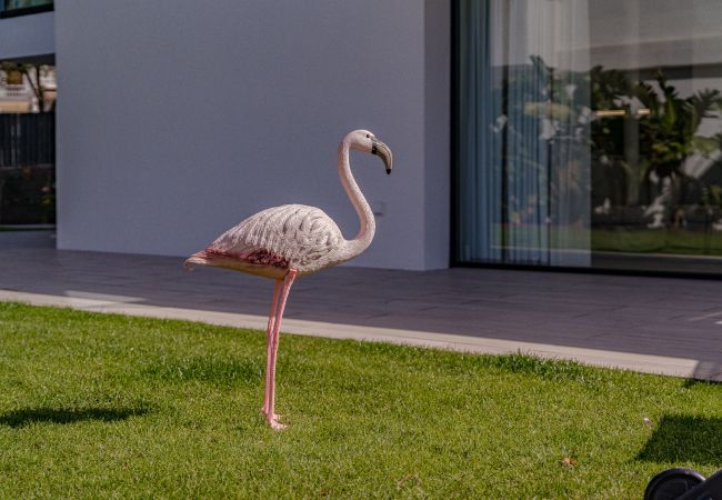 Apartamento en Playa de Las Americas - Apartment 1 Don Carlos - Adults only! Apartamento en Playa de Las Americas - Apartment 1 Don Carlos - Adults only!